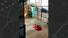 Ela veio e avançou na porta: morador conta como encontrou onça dentro do quintal
