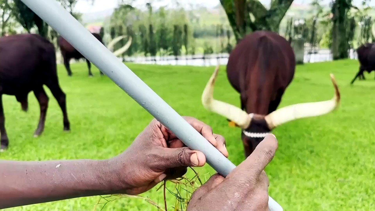 Rwanda : les vache royales, symbole de la noblesse et du prestige