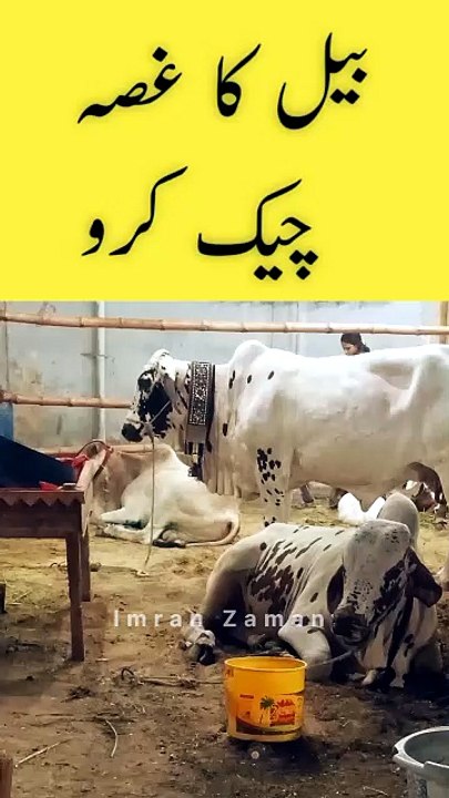 Bull Ka GHUSSA Check Karo😱