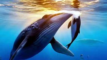 The Gentle Giant Every Ocean Loves ❤️🐋