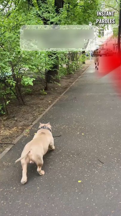 Ce chien reconnaît son propriétaire après deux semaines de séparation