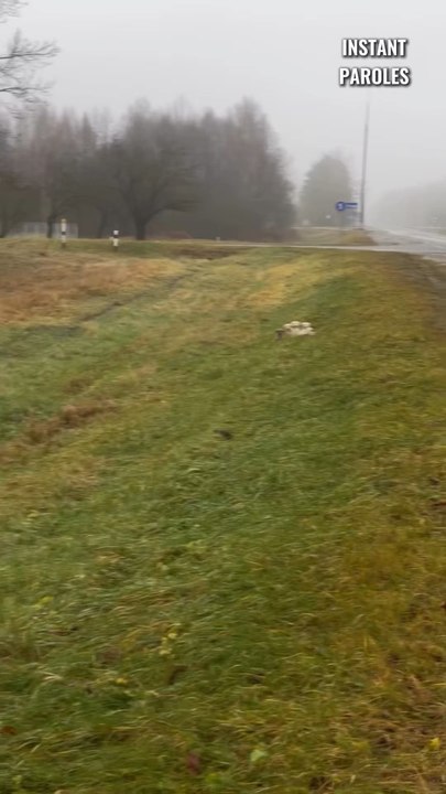 Ce refuge se déplace pour retrouver sept chiots abandonnés dans un village