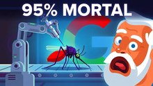 Google va a soltar 32 millones de mosquitos en California y Florida ¿Por qué lo hacen?