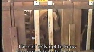 Veal - the true story (English subtitles)
