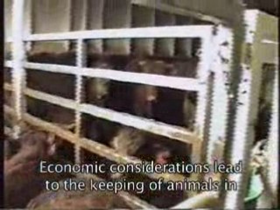 Living Cargo (English subtitles)
