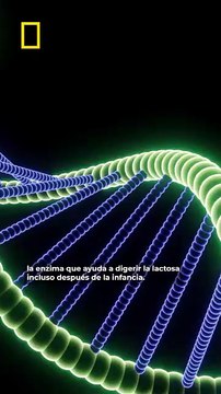 ¿Por qué algunas personas sí pueden seguir tomando leche toda la vida?
