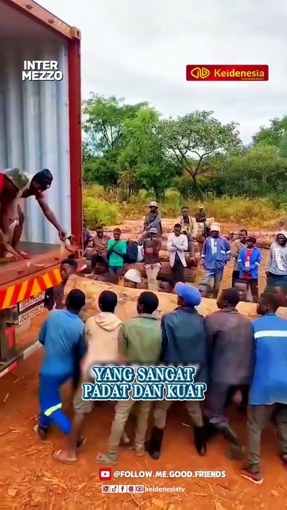 African Blackwood, Kayu Langka dan Termahal di Dunia