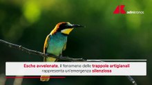 Esche avvelenate per gli animali, l'emergenza silenziosa