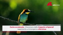 Esche avvelenate per gli animali, l'emergenza silenziosa