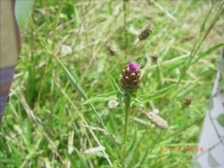 Le tour de la pâture