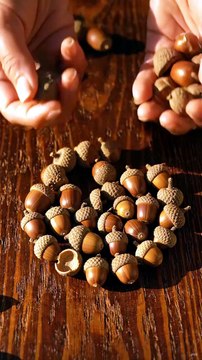 Acorn Caps Arranged in a Spiral Pattern 🌰✨ Mesmerizing Nature Art