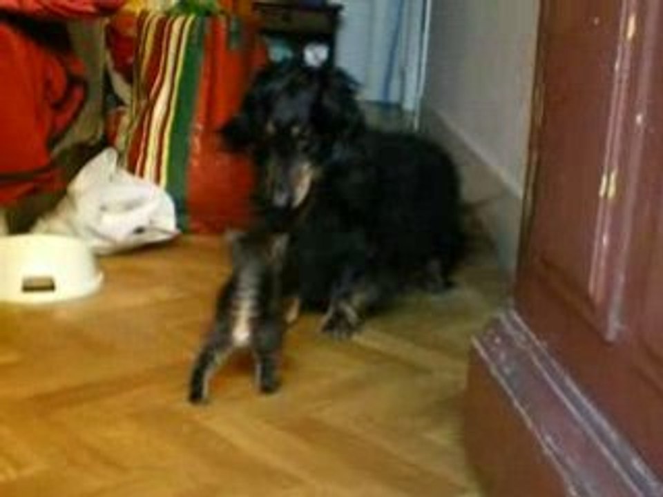 Chaton 0608 001
