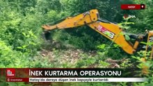 Hatay'da dereye düşen inek kepçeyle kurtarıldı