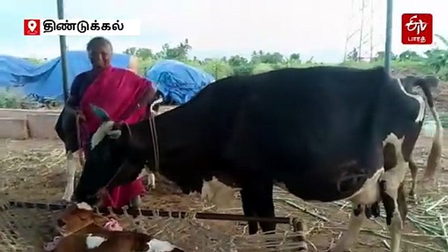 இரண்டு தலைகளுடன் பிறந்த அதிசய கன்றுக்குட்டி; ஆர்வமுடம் பார்த்து செல்லும் பொதுமக்கள்