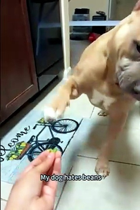 Dogs hate eating broccoli - Funny reactions