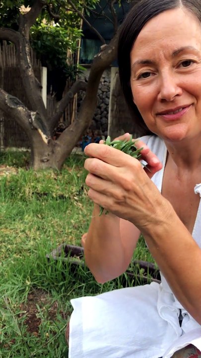 Arugula Forest