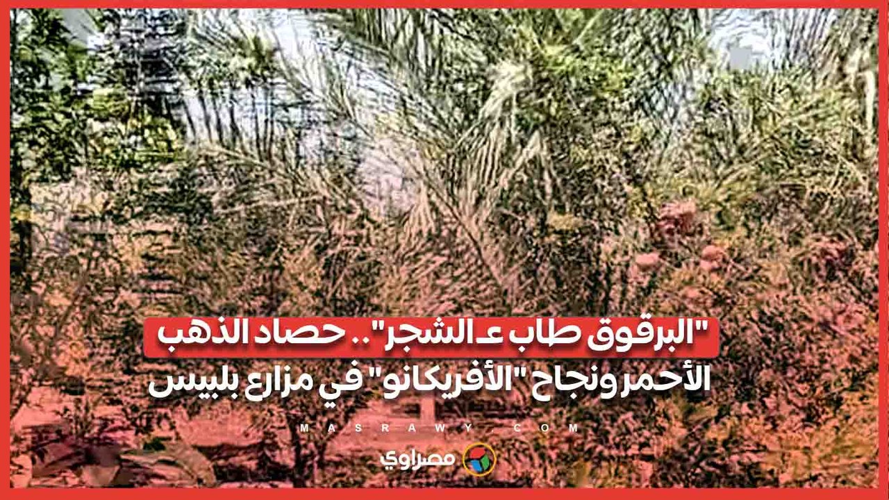 "البرقوق طاب عـ الشجر".. حصاد الذهب الأحمر ونجاح "الأفريكانو" في مزارع بلبيس