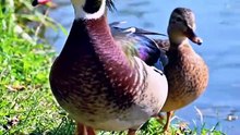 Ducks