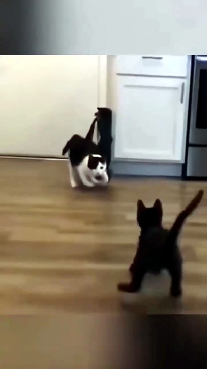 Feline Fury: Hilarious Cat Fights with WWE Audio