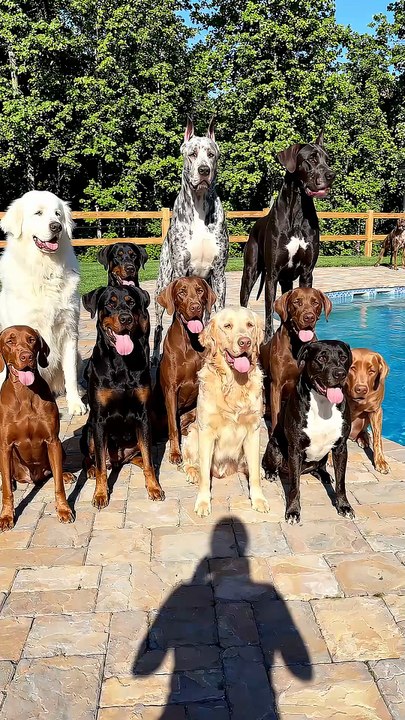 Group Photo You can Count All #dog #kingdomofawais