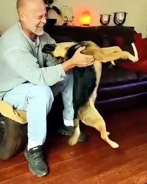 Funny cute German Shepherd😂😂😂😂😂animals #mammals#wiled life photo#art🤣🤣🤣🤣🤣funny