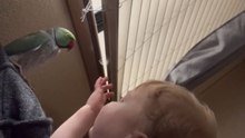 Heartwarming Moment: Parrot Calls Child 'Pretty, Pretty Boy'