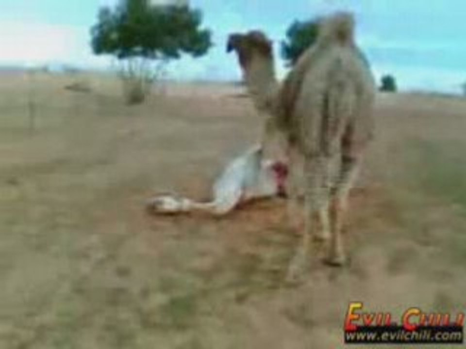 chameau  cannibal