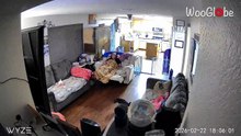 Two Dogs Leap Off The Couch And End Up Moving As One