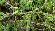 桑树 Mulberry @ 影响世界的中国植物 The Journey of Chinese Plants