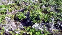 Tasmania Weird and Wonderful @ Natural World