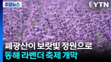 폐광산이 보랏빛 정원으로...동해 라벤더 축제 개막 / YTN