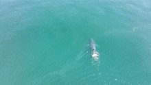 Whale With No Tail Swimming Off The Coast Of Washington State