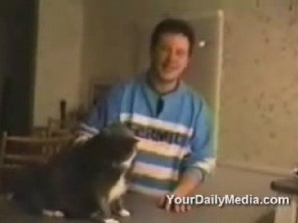 _les_chats_parlent