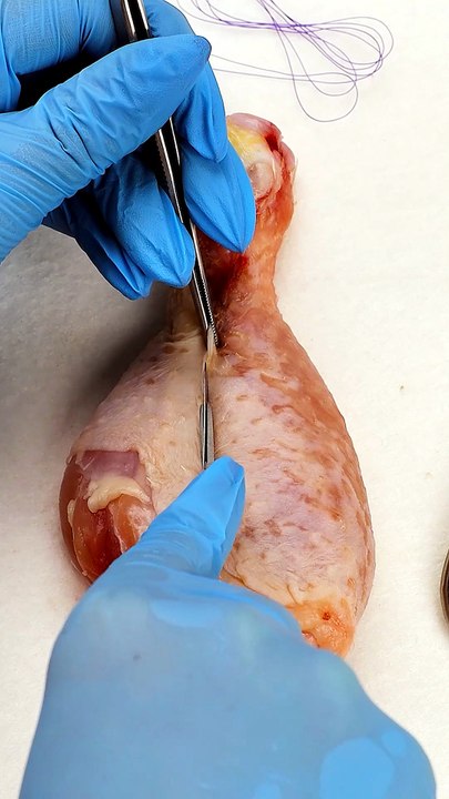 Chicken Drumstick Stitching Up!🍗🧵