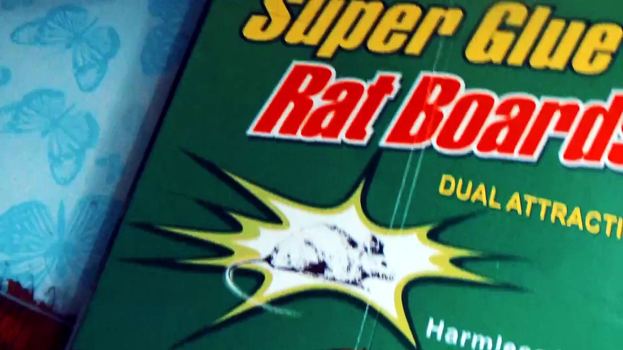 Ye Lin Super Glue rat boards testing