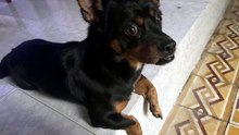 #funny_pets_animals_funny