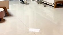 #funny_pets_animals_funny