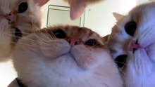 #funny_pets_animals_funny