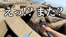 【穴釣り】えっ!? 今日の三角テトラはいつもと違う...