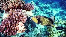 OCEANIC SERENITY