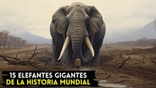 Los 15 elefantes más grandes de la historia: ¡más enormes que un mamut!