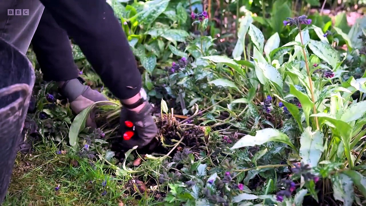 Beechgrove Garden S48E11