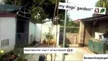 welcm to my dog garrden