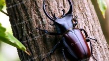 クヌギの幹にとまっているクワガタ