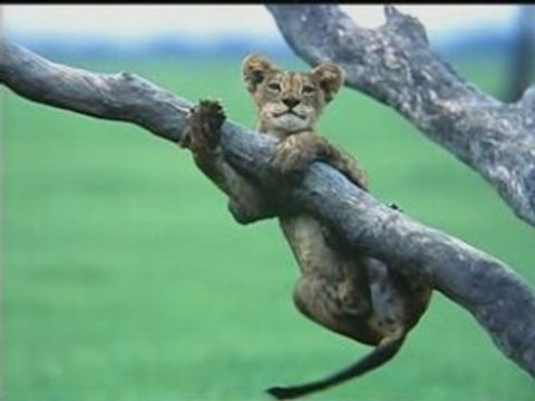 NATIONAL GEOGRAPHIC Les photographes.2