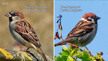 Springwatch Season 21 Episode 11 Full Episode HD Online