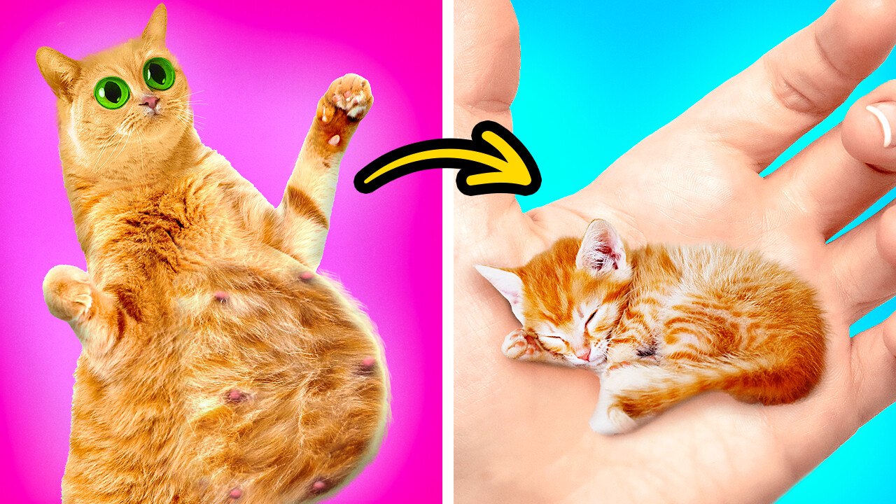 Astuces pratiques pour chouchouter vos animaux de compagnie