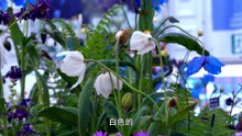 花卉 Flower @ 影响世界的中国植物 The Journey of Chinese Plants