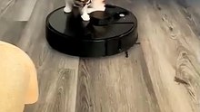 Tu Ru Ru Ru 💗🦚✨🐱