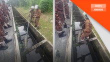 Seekor buaya ditemui di longkang berdekatan jalan raya